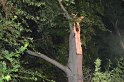 Sturm Radfahrer vom Baum erschlagen Koeln Flittard Duesseldorferstr P68